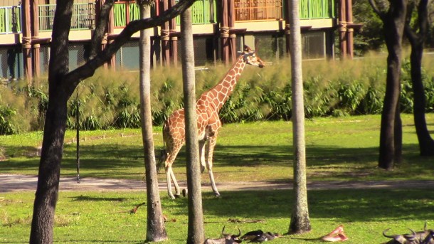 img_1413_zpsibl0jigu